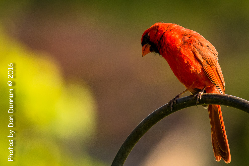 Morning Birds-8148.jpg