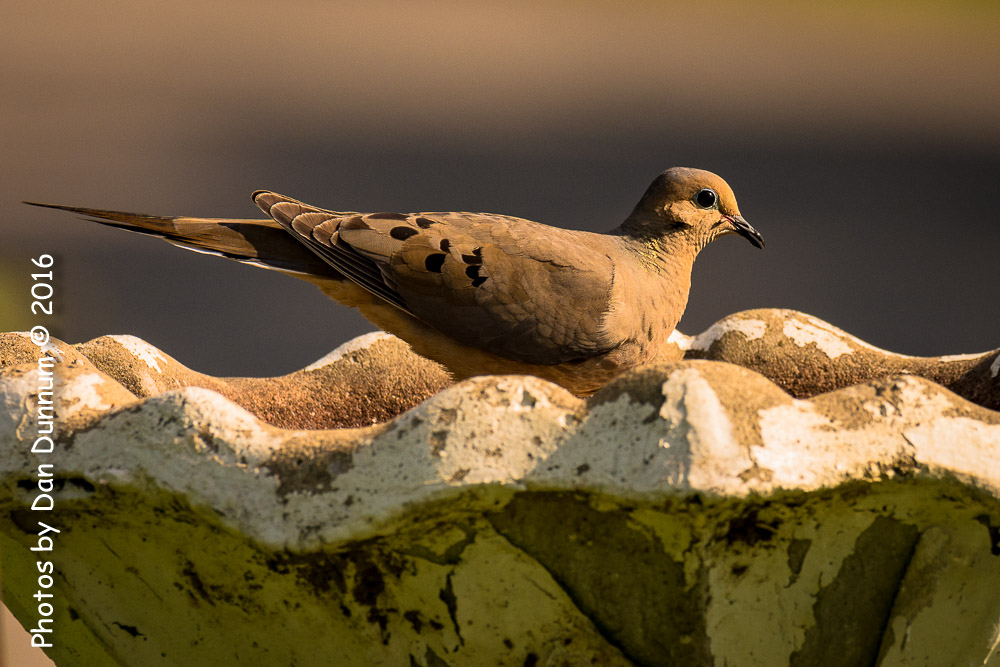 Morning Birds-8164.jpg