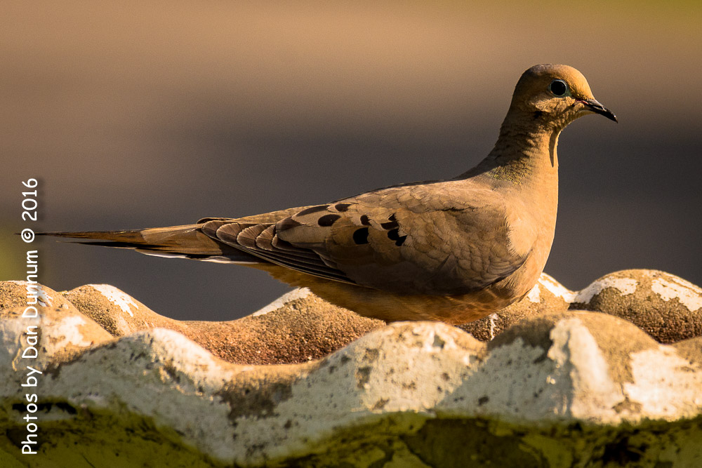 Morning Birds-8168.jpg