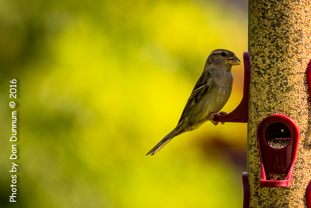 Morning Birds-8171.jpg