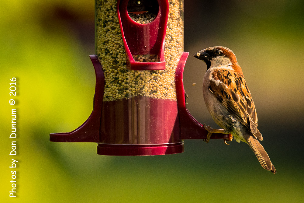 Morning Birds-8173.jpg