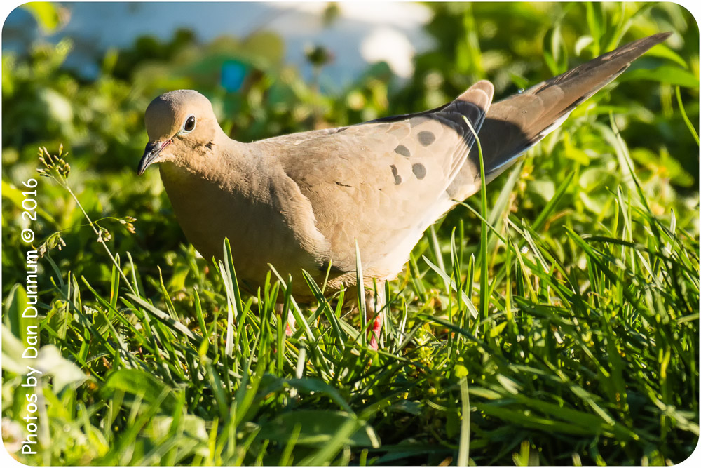 Morning Birds-8475-Edit.jpg