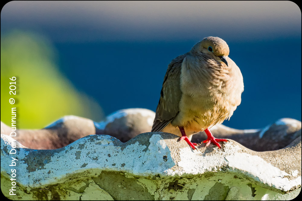 Morning Birds-8482-Edit.jpg