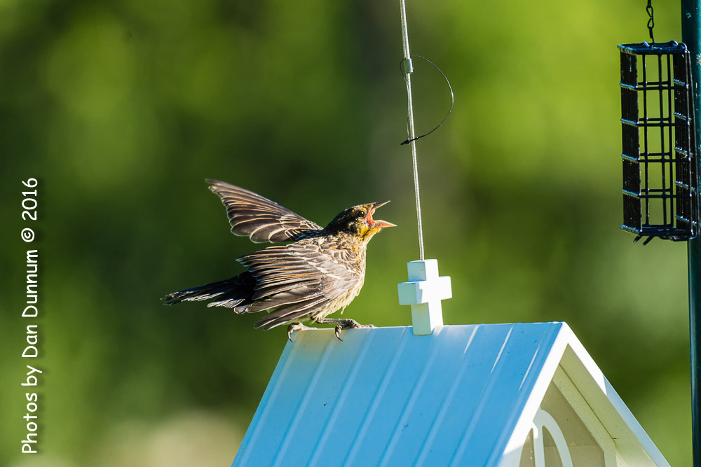 Morning Birds-8507-Edit.jpg