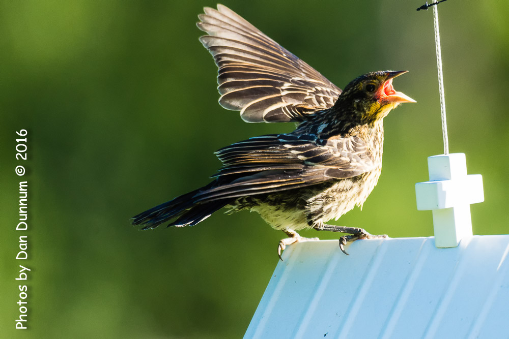 Morning Birds-8509-Edit.jpg