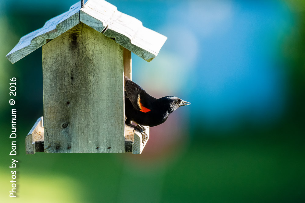 Morning Birds-8532-Edit.jpg