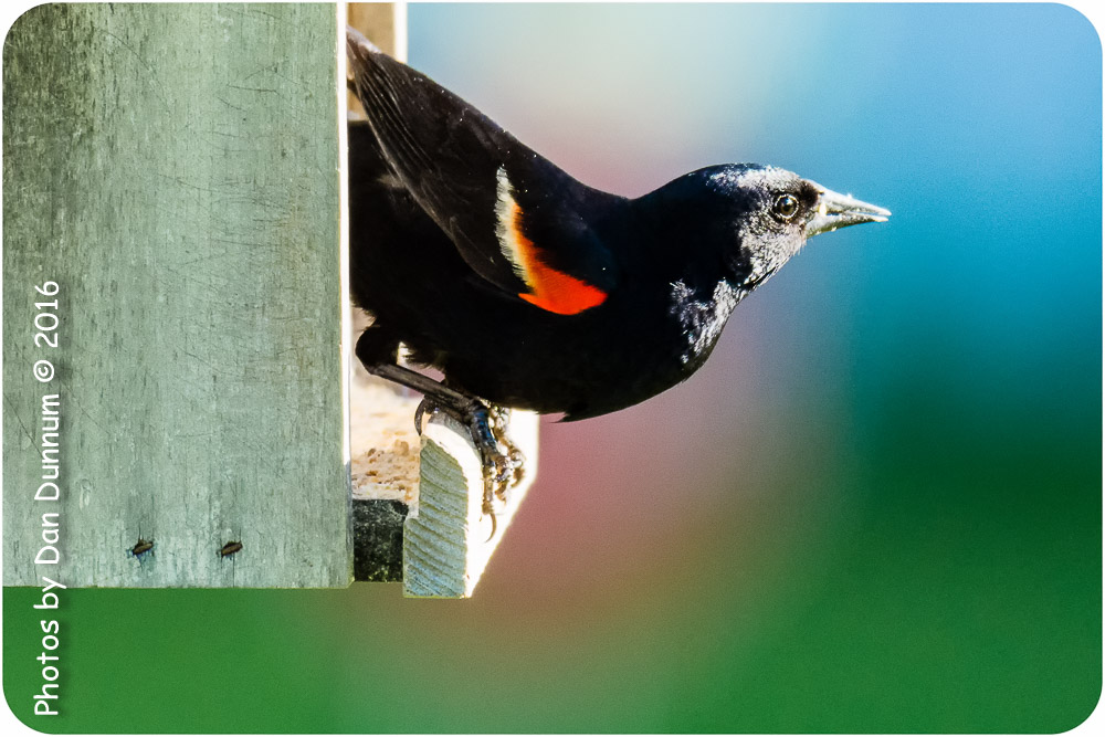 Morning Birds-8533-Edit.jpg
