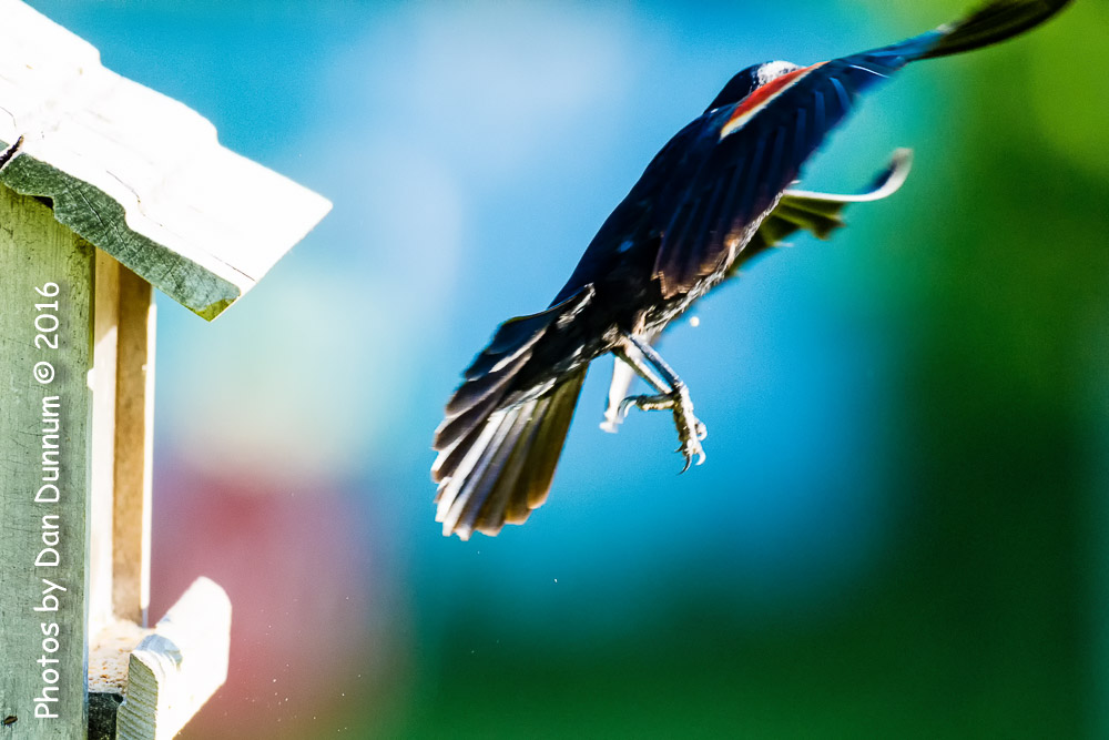 Morning Birds-8534-Edit.jpg