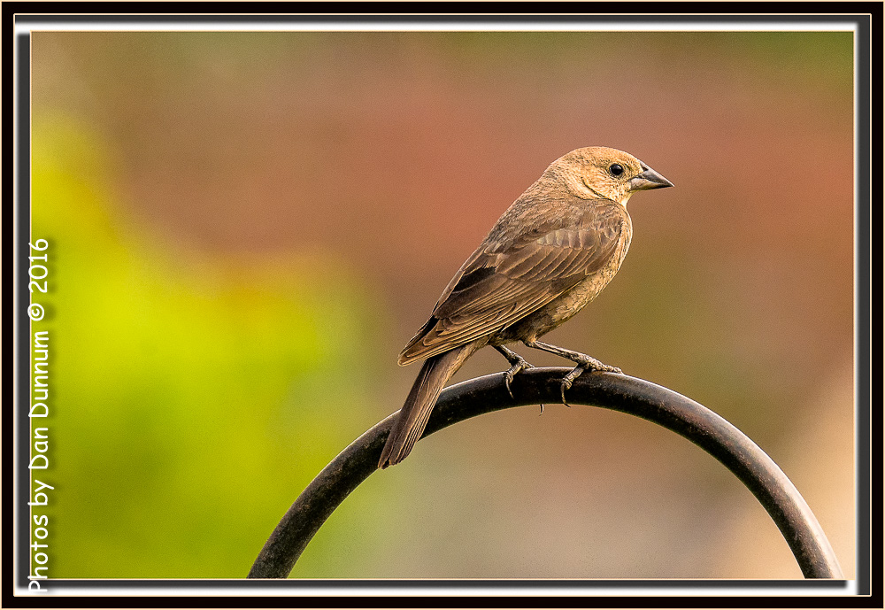 Morning Birds-9084-Edit.jpg