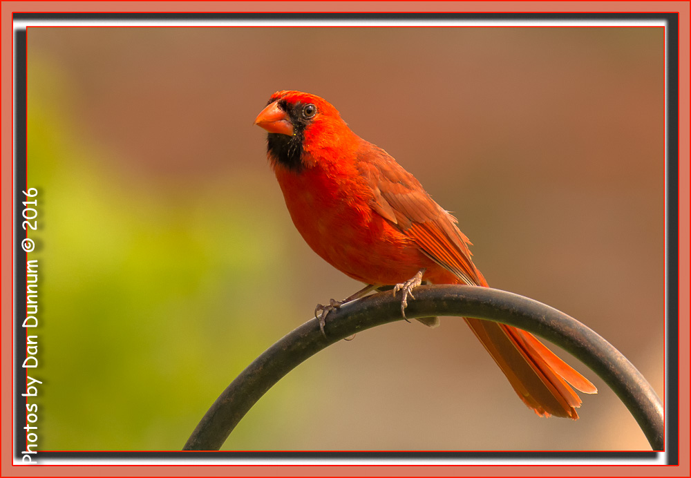 Morning Birds-9089-Edit.jpg