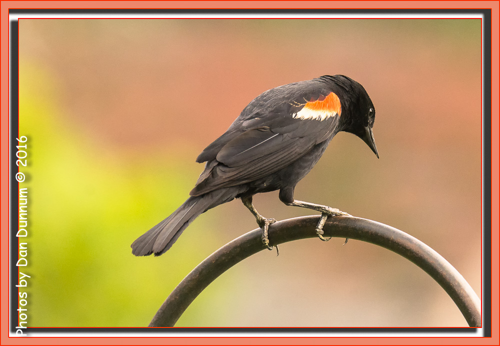 Morning Birds-9105-Edit.jpg