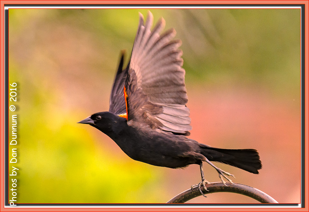 Morning Birds-9110-Edit.jpg