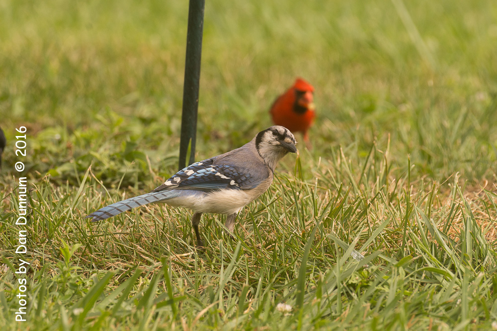 Morning Birds-9141.jpg