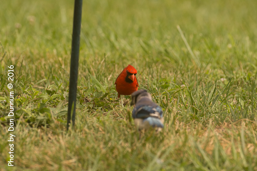 Morning Birds-9145.jpg