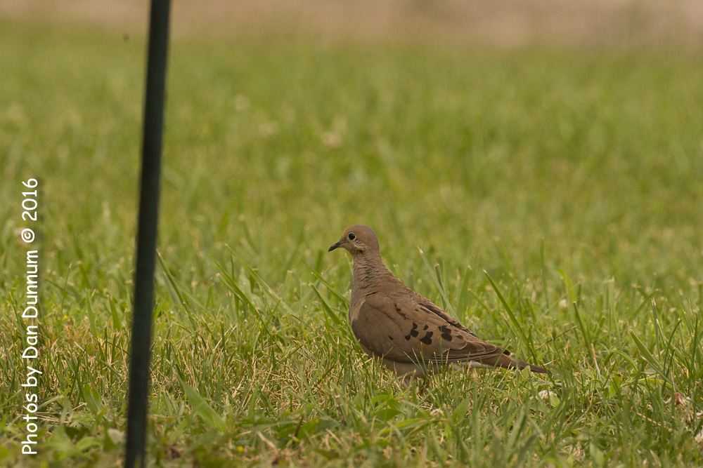 Morning Birds-9164.jpg