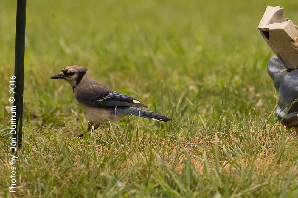 Morning Birds-9168.jpg