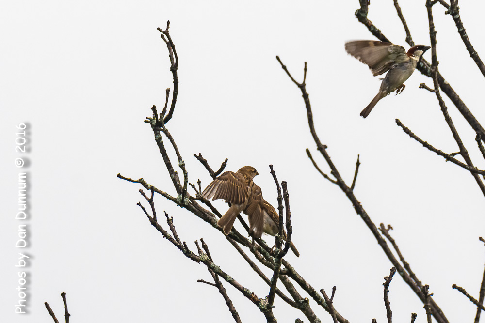 Morning Birds-9182-Edit.jpg