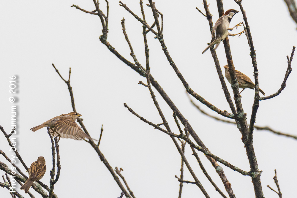 Morning Birds-9183-Edit.jpg