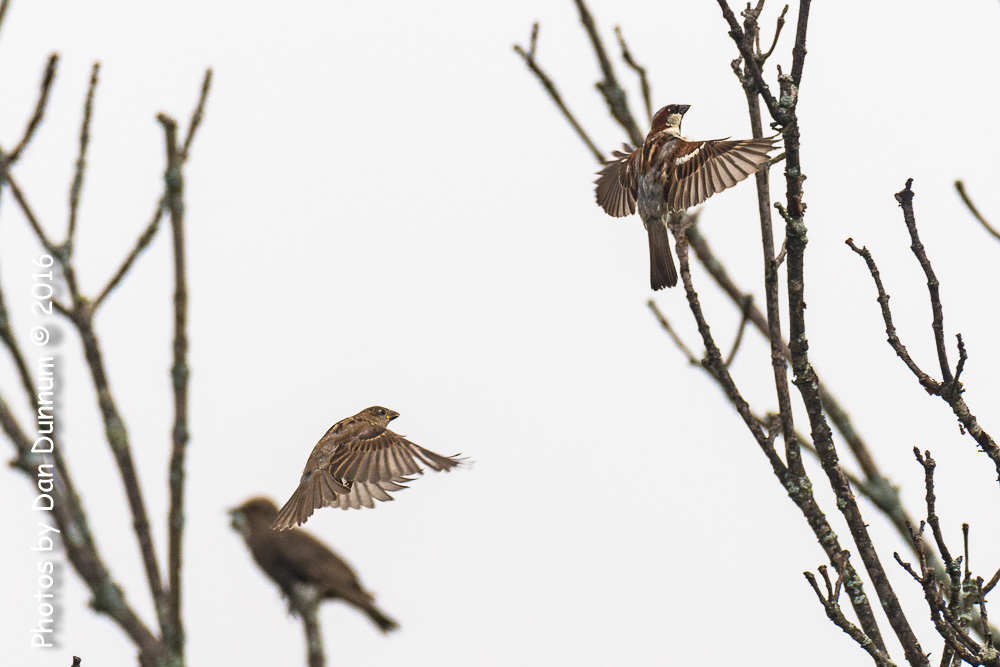 Morning Birds-9187-Edit.jpg