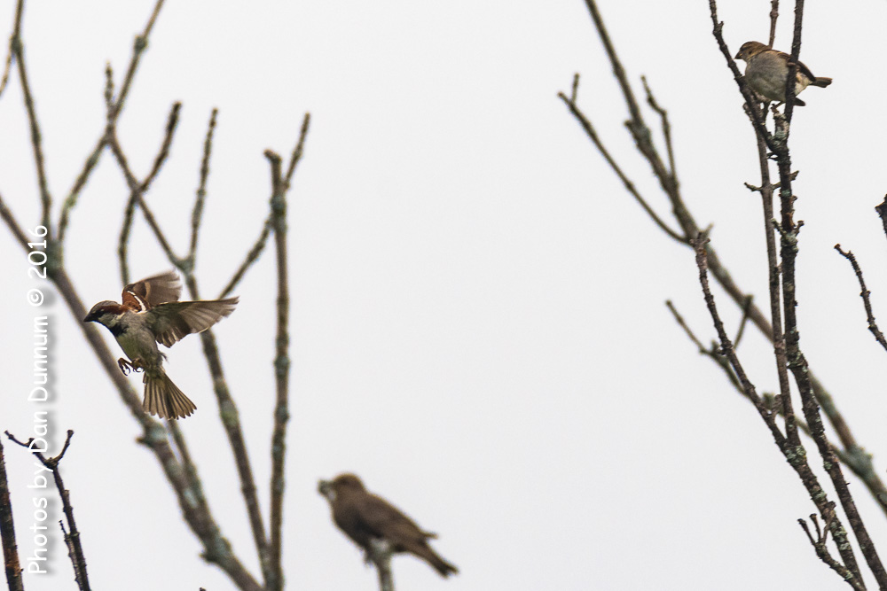 Morning Birds-9193-Edit.jpg
