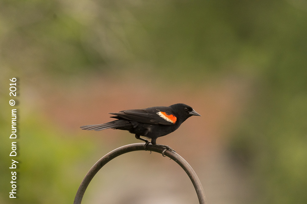 Morning Birds-9202.jpg