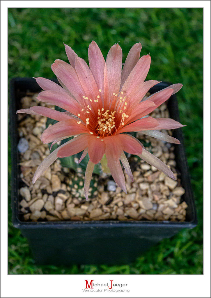 morning-cactus-tiny-1.jpg
