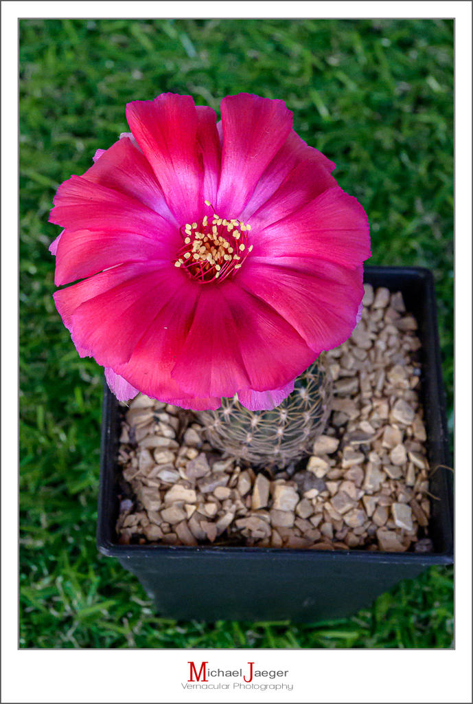 morning-cactus-tiny-2.jpg