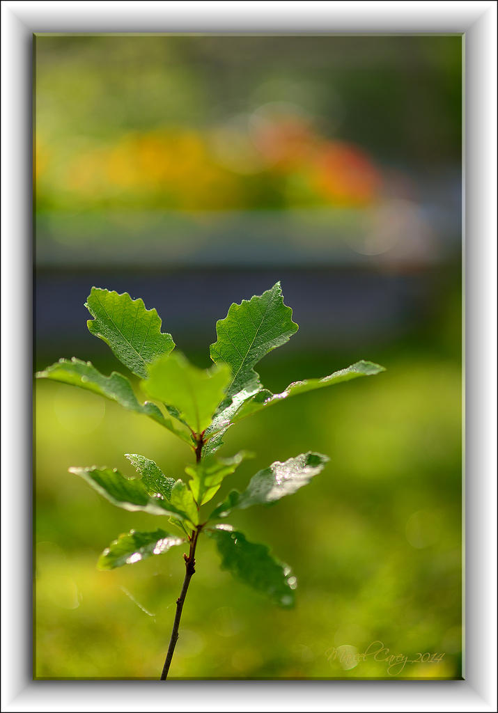 Morning dew & bokeh.jpg