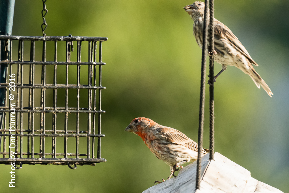 Morning Feeders-2426-Edit.jpg