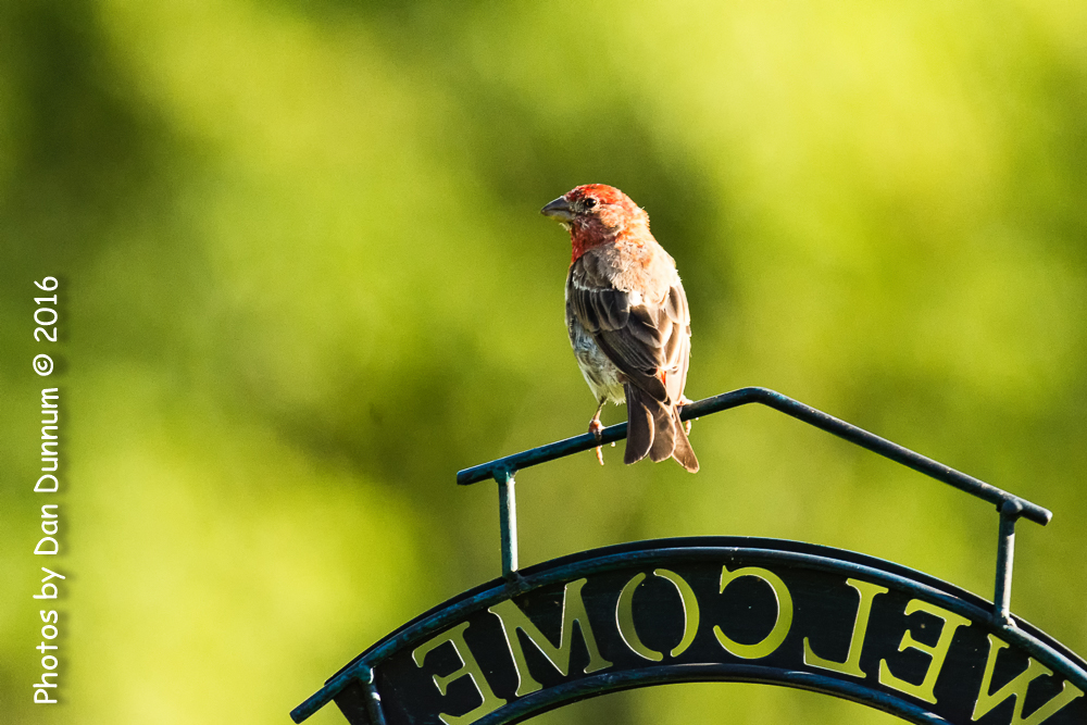 Morning Feeders-2440-Edit.jpg