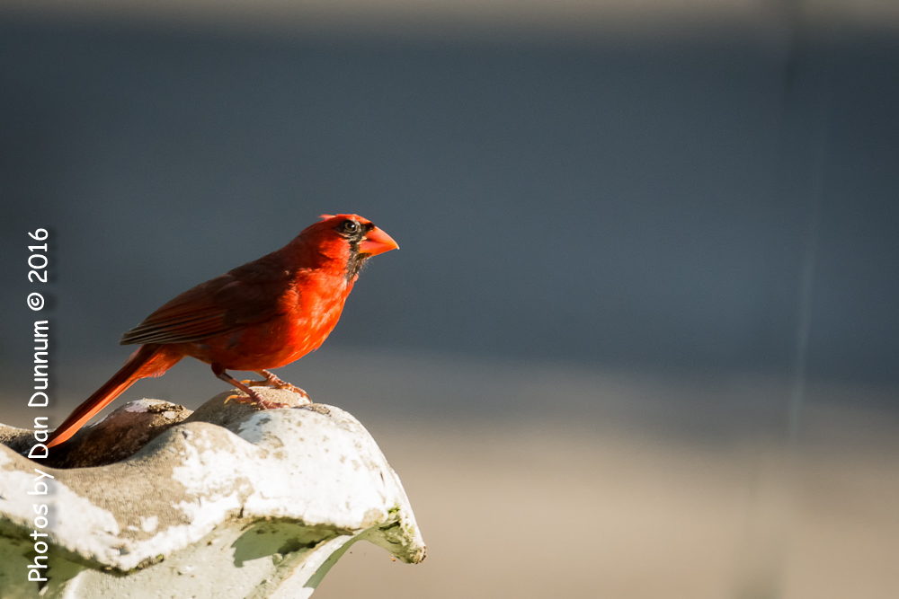 Morning Feeders-2455-Edit.jpg