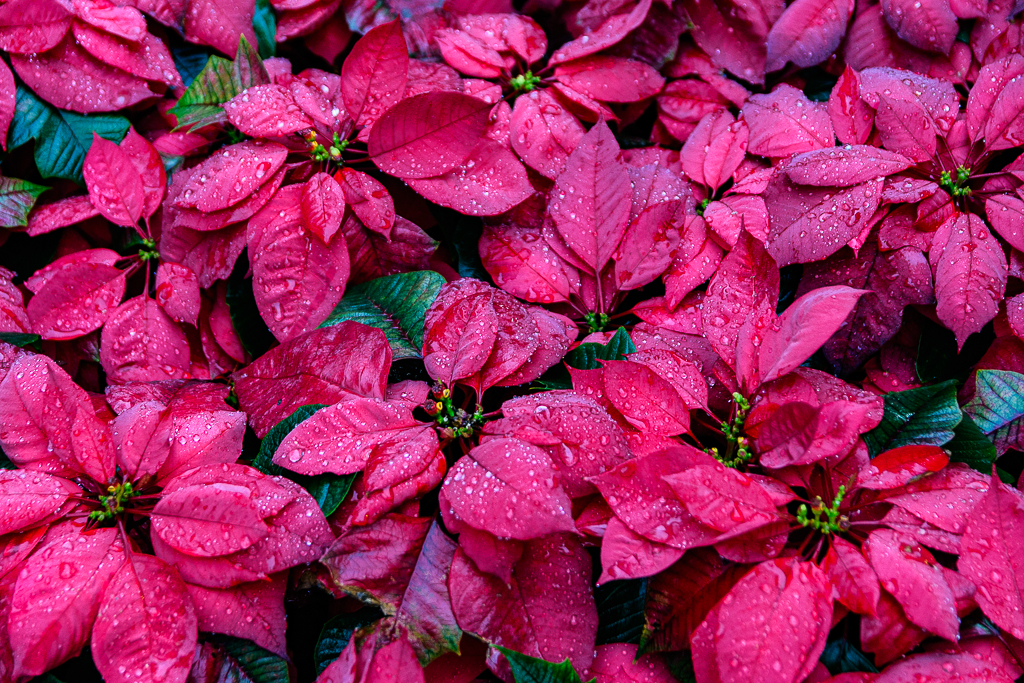 morning-flower-1.jpg