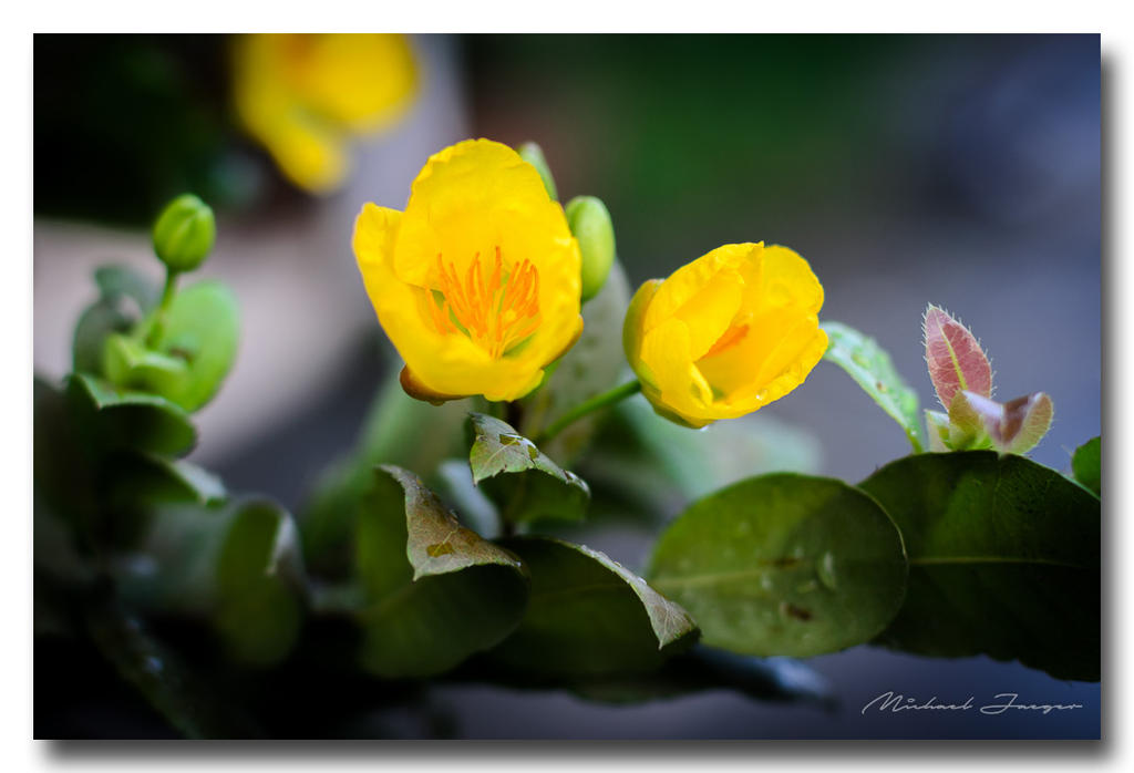 morning-flower.jpg