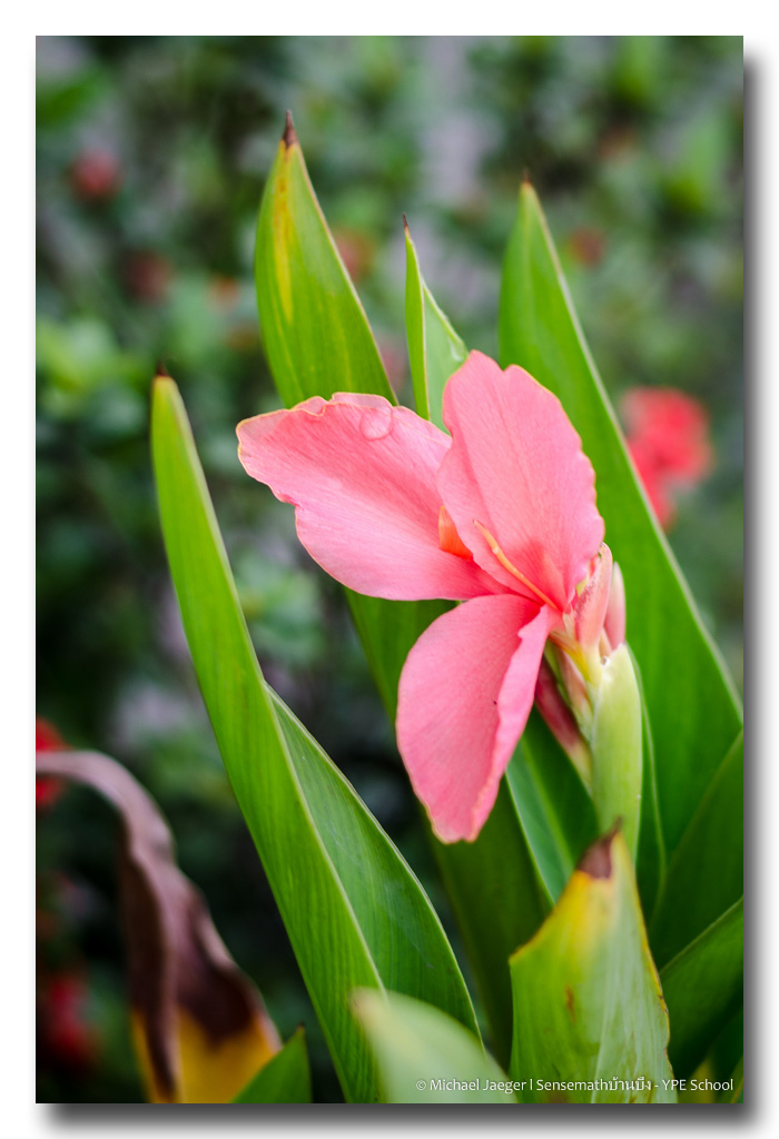 morning-flowers-2.jpg