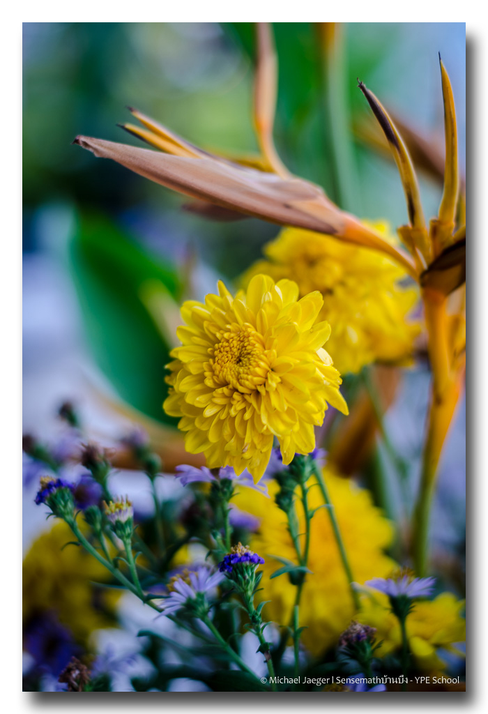 morning-flowers-4.jpg