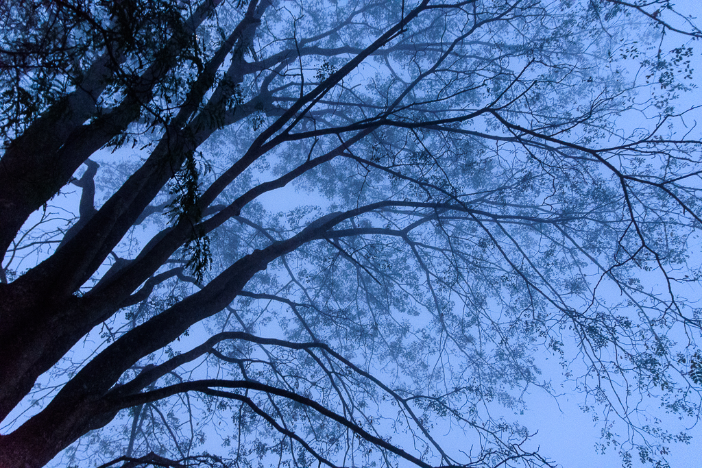 morning-fog-1.jpg