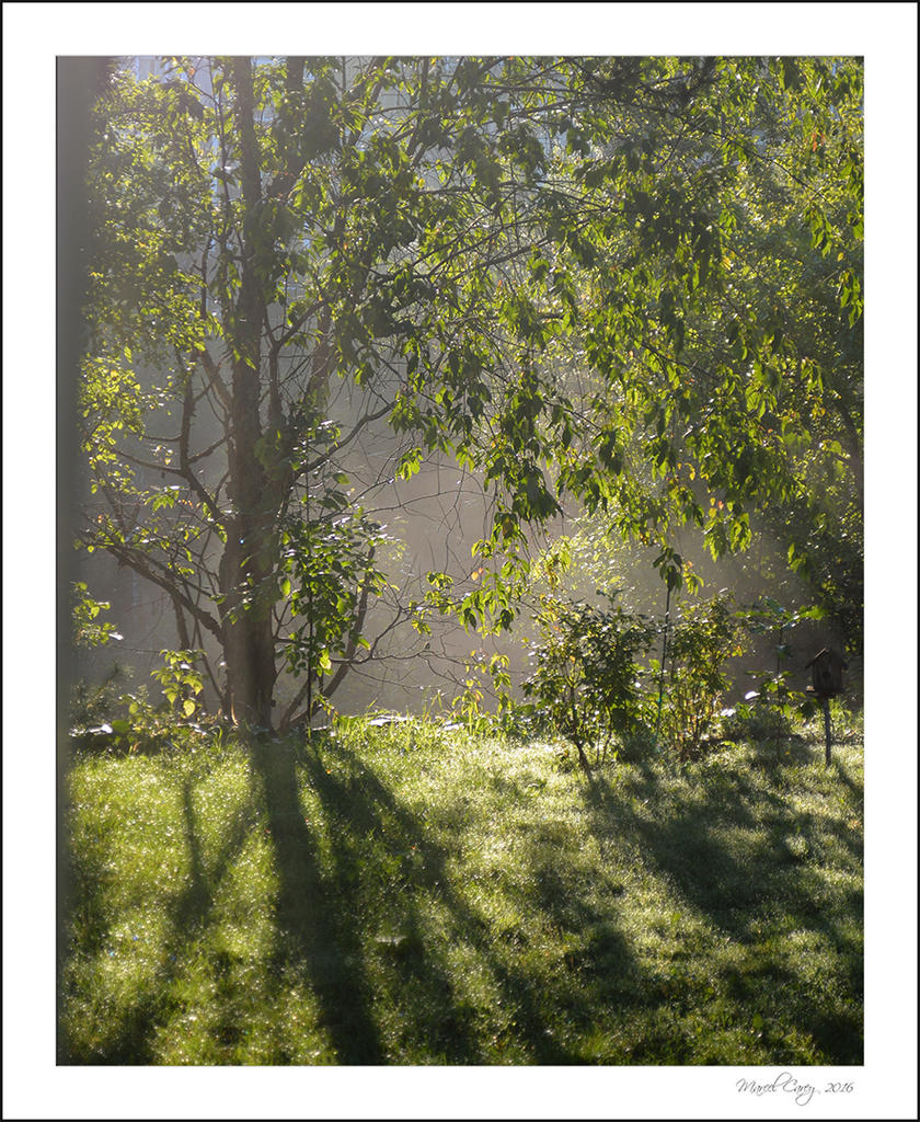 morning fog.jpg