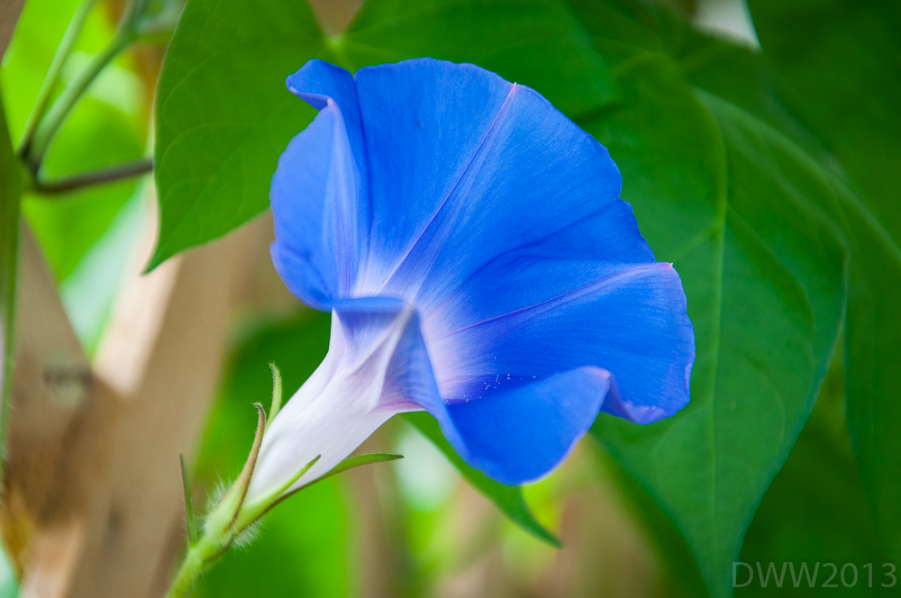Morning Glory (1 of 1).jpg