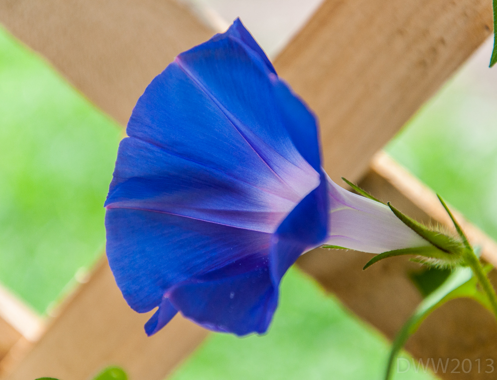 Morning Glory1 (1 of 1).jpg