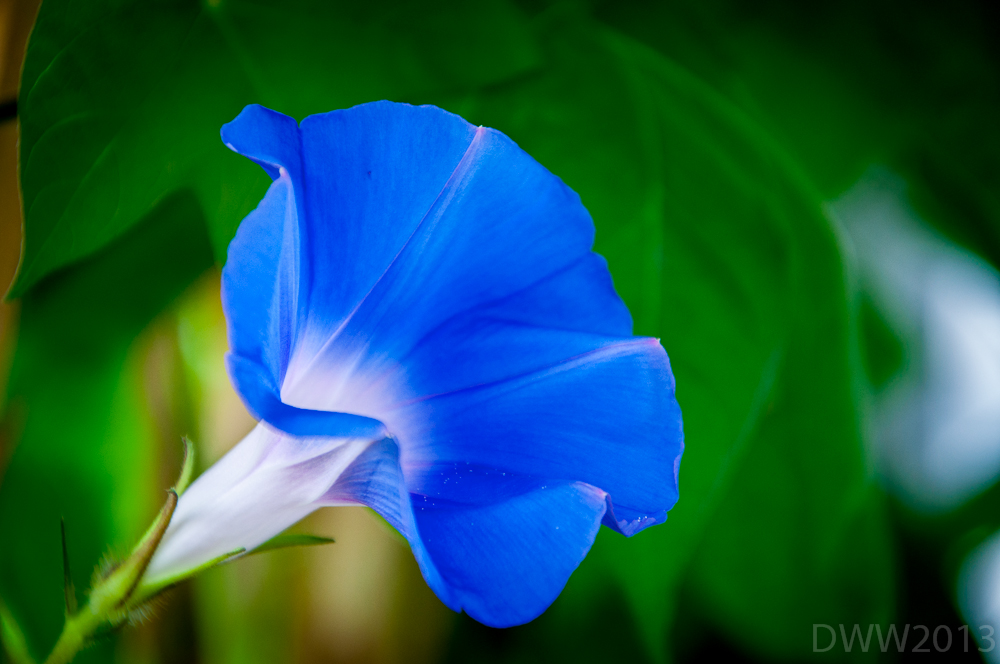 Morning Glory3 (1 of 1).jpg