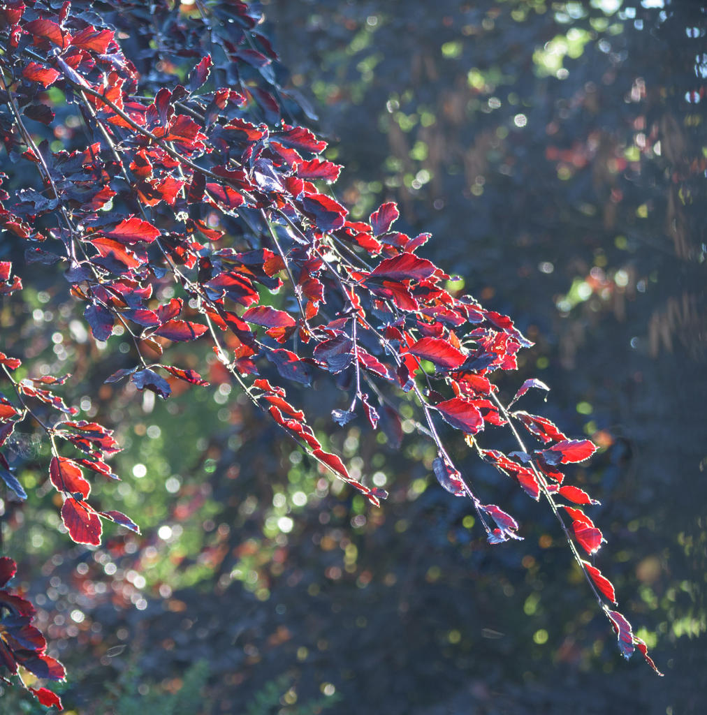 Morning-Light.jpg