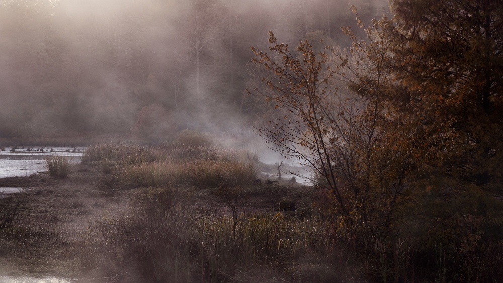 Morning Mist- (1000x563).jpg