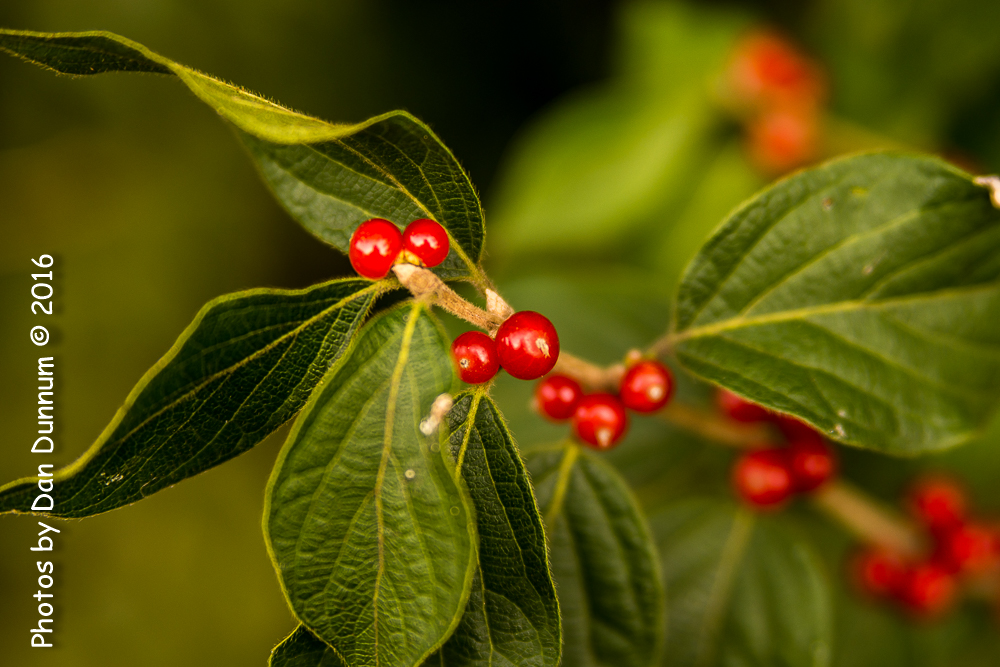 Morning Walk-4104.jpg