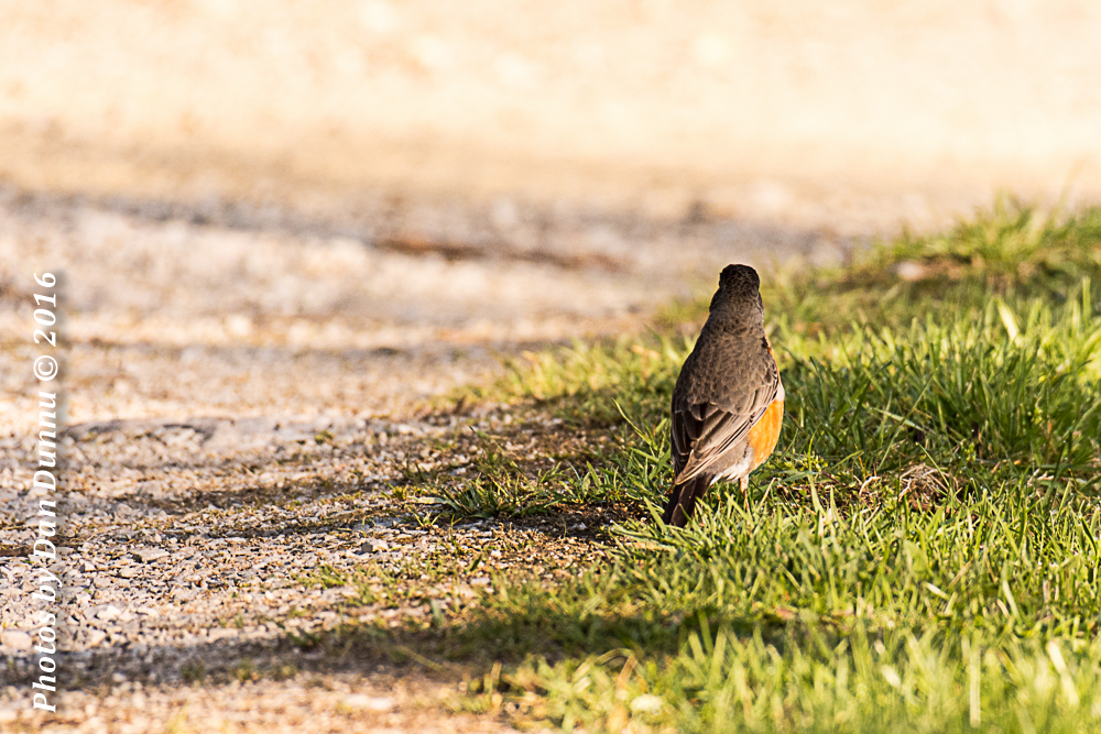 morning walk-4211.jpg