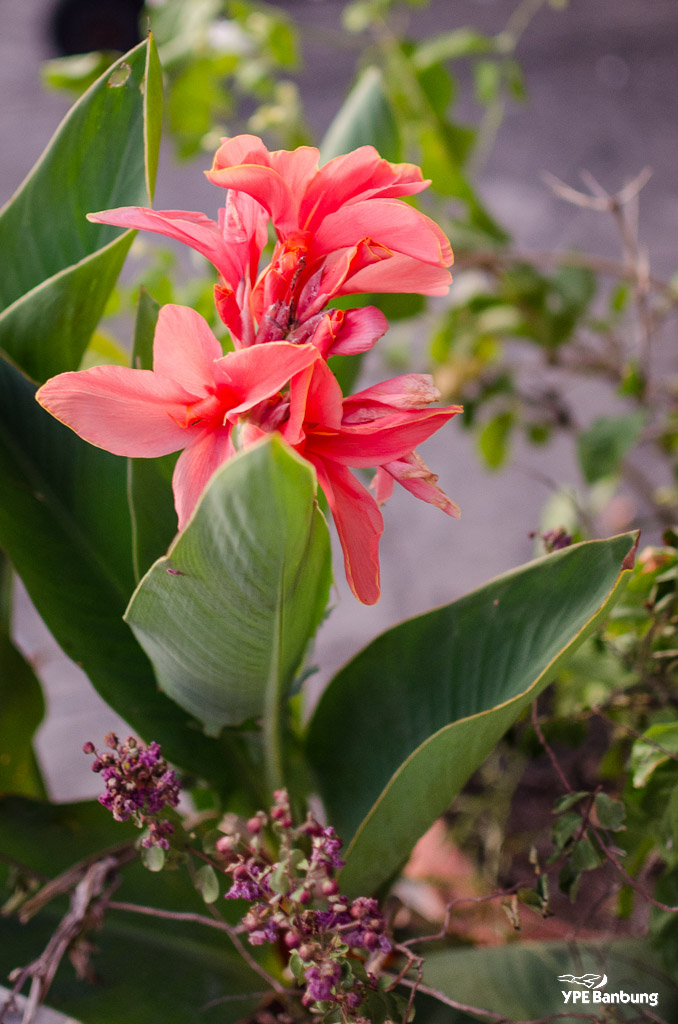 morning-walk-banbung-1.jpg