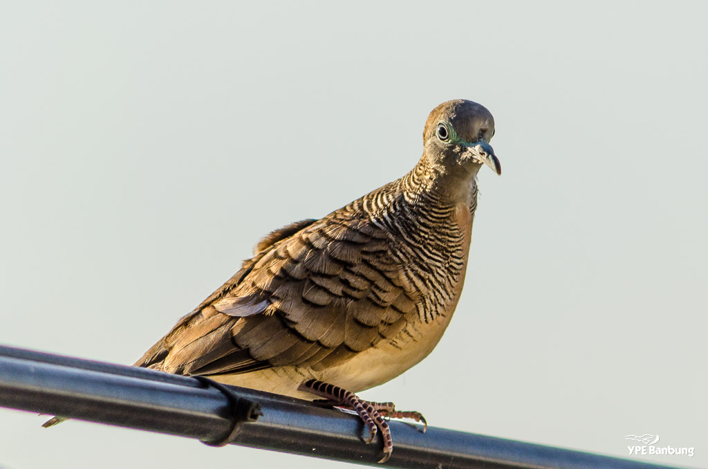 morningbird-1.jpg