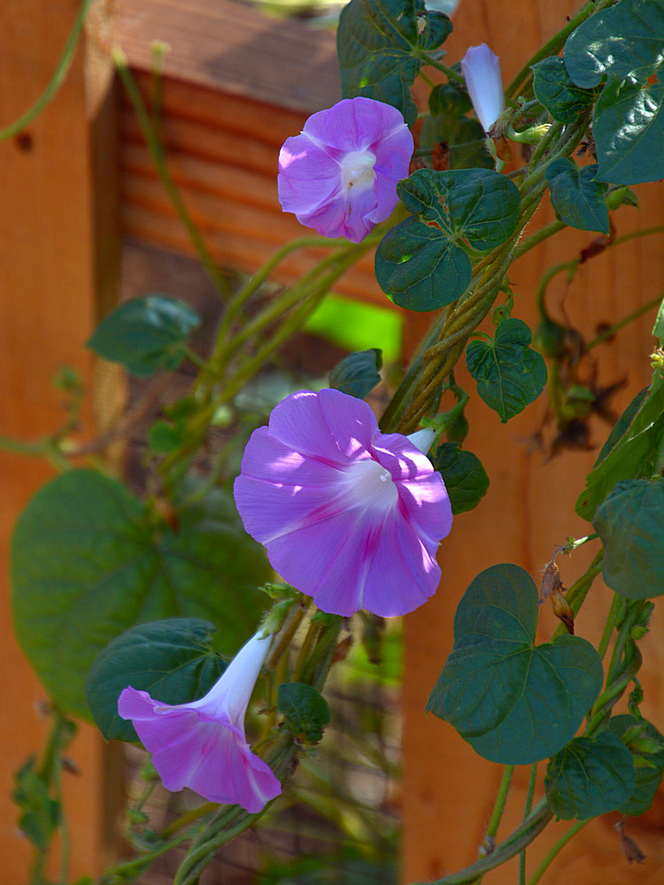 MorningGlory.jpg