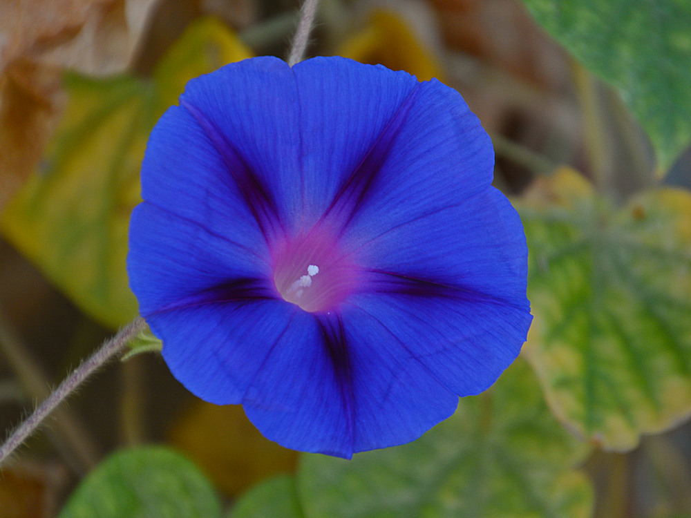 MorningGlory.jpg