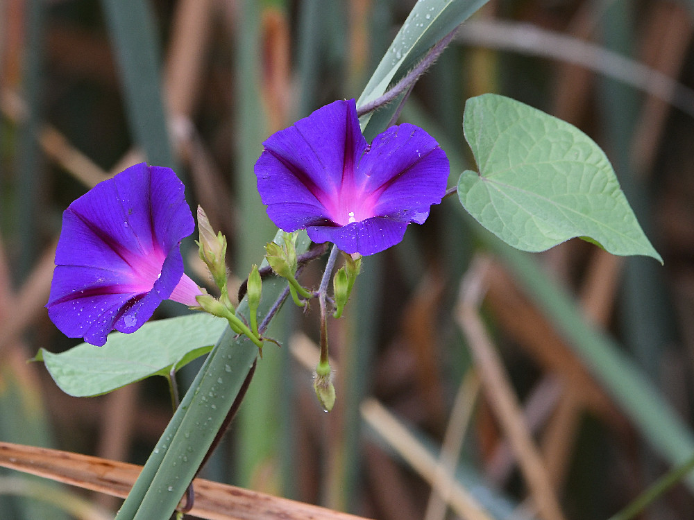 MorningGlory.jpg