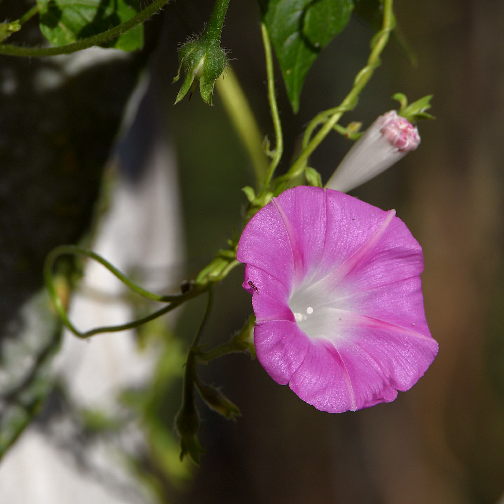 MorningGlory.jpg